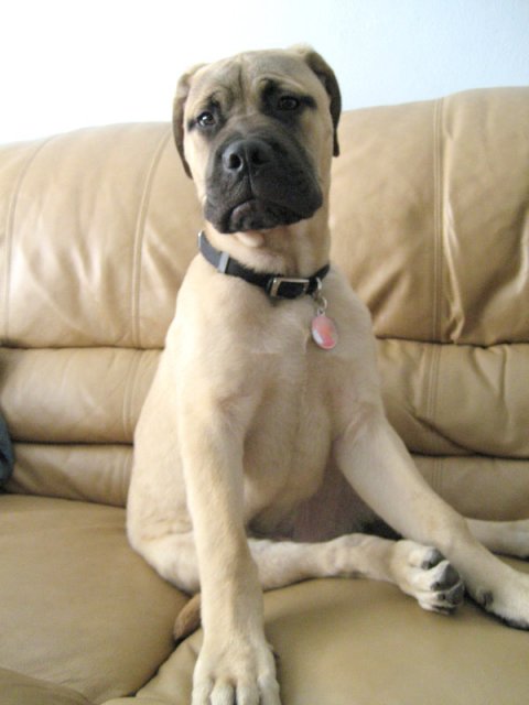 ginger bullmastiff