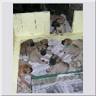 DSCN4129.jpg